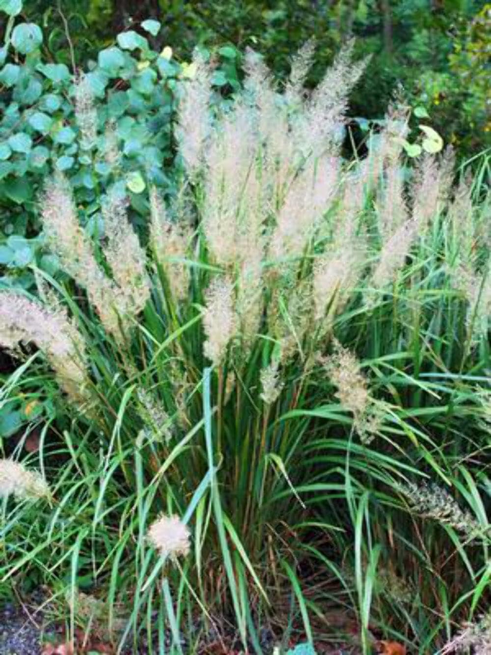 Korean Feather Reed