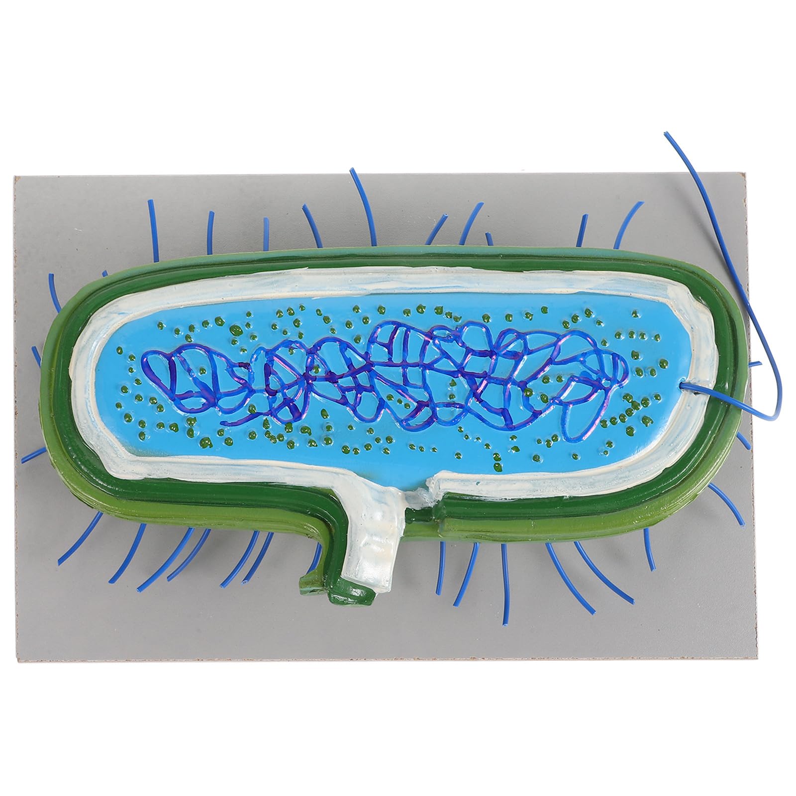 UKCOCO Riproduzione di Microbiologia in PVC per Insegnamento Biologico Design Estetico, Strumento Educativo per Dimostrazioni in Aula e Interesse Scientifico
