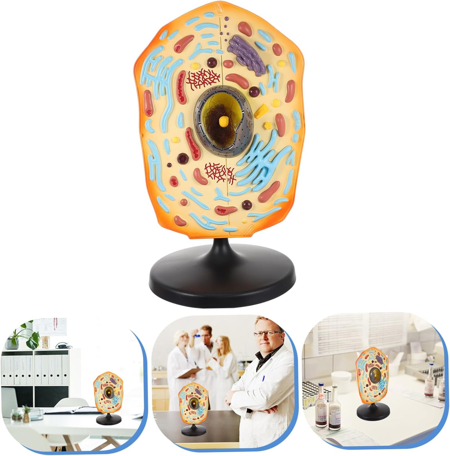 YARNOW Realistic Abs Material Animal Cell Model Biology Classroom Teaching Aid