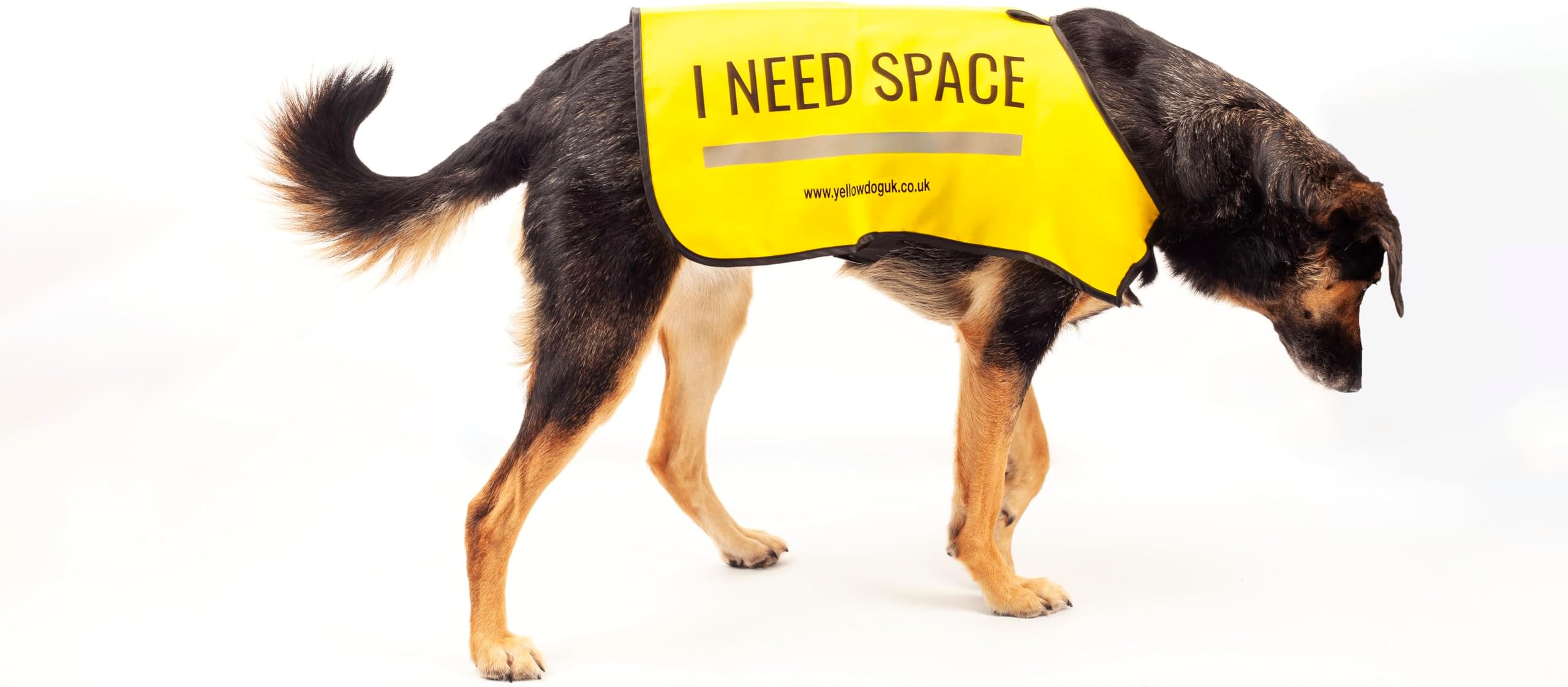UK Dog Vest - "I NEED SPACE" (Large)