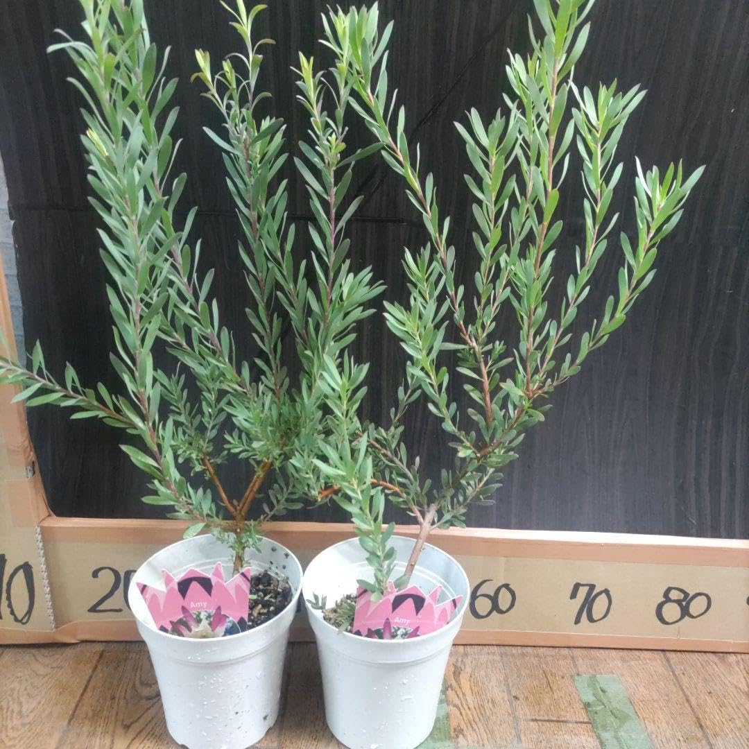 サボテンフェロシオール一鉢47本(太刺タイプ) サボテンフェロシオール一鉢47本(太刺タイプ) サボテン