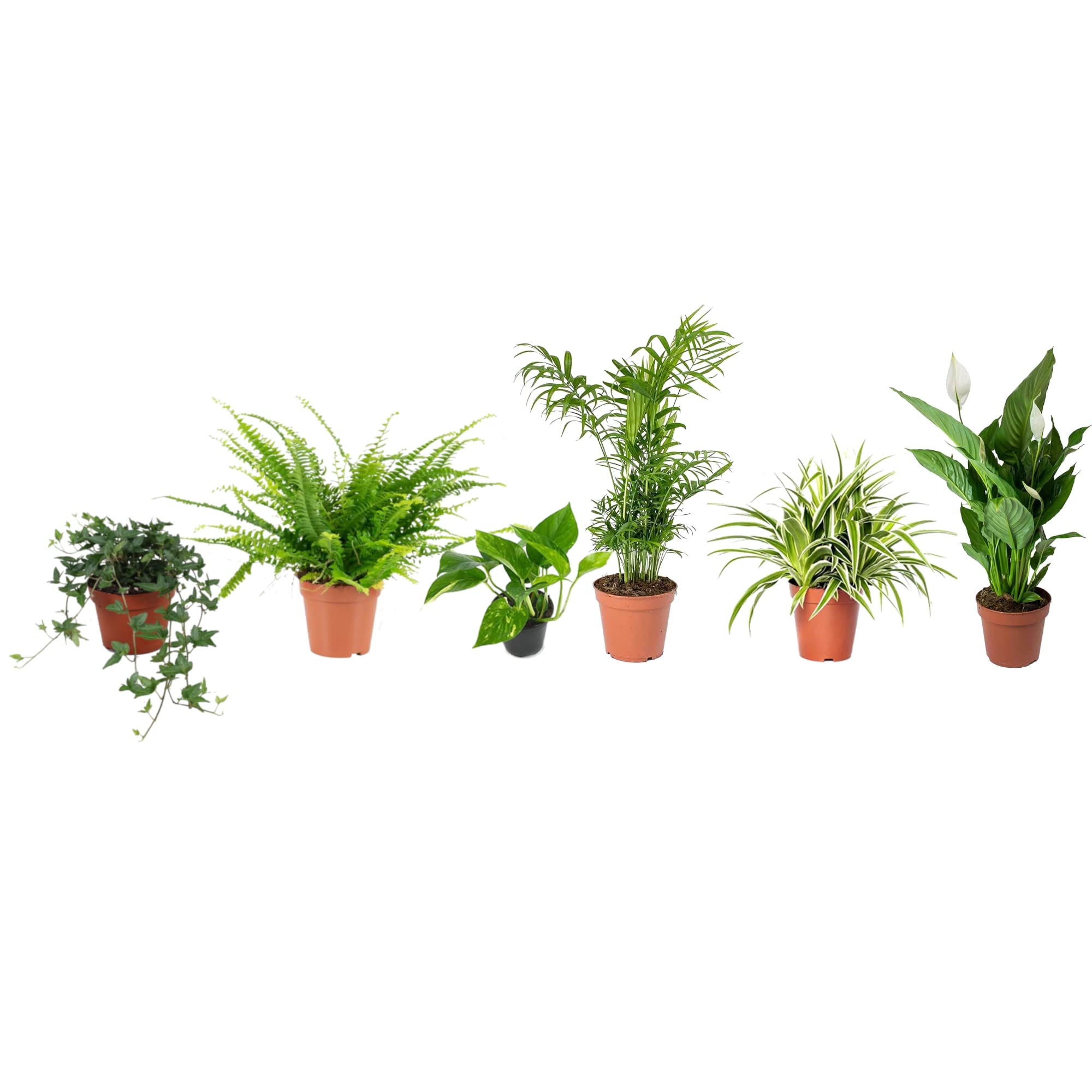 Set 6 Plantas Interior Poca Luz DECOALIVE: Hiedra, Helecho, Potho, Chamaedorea, Chlorophytum y Spathiphyllum