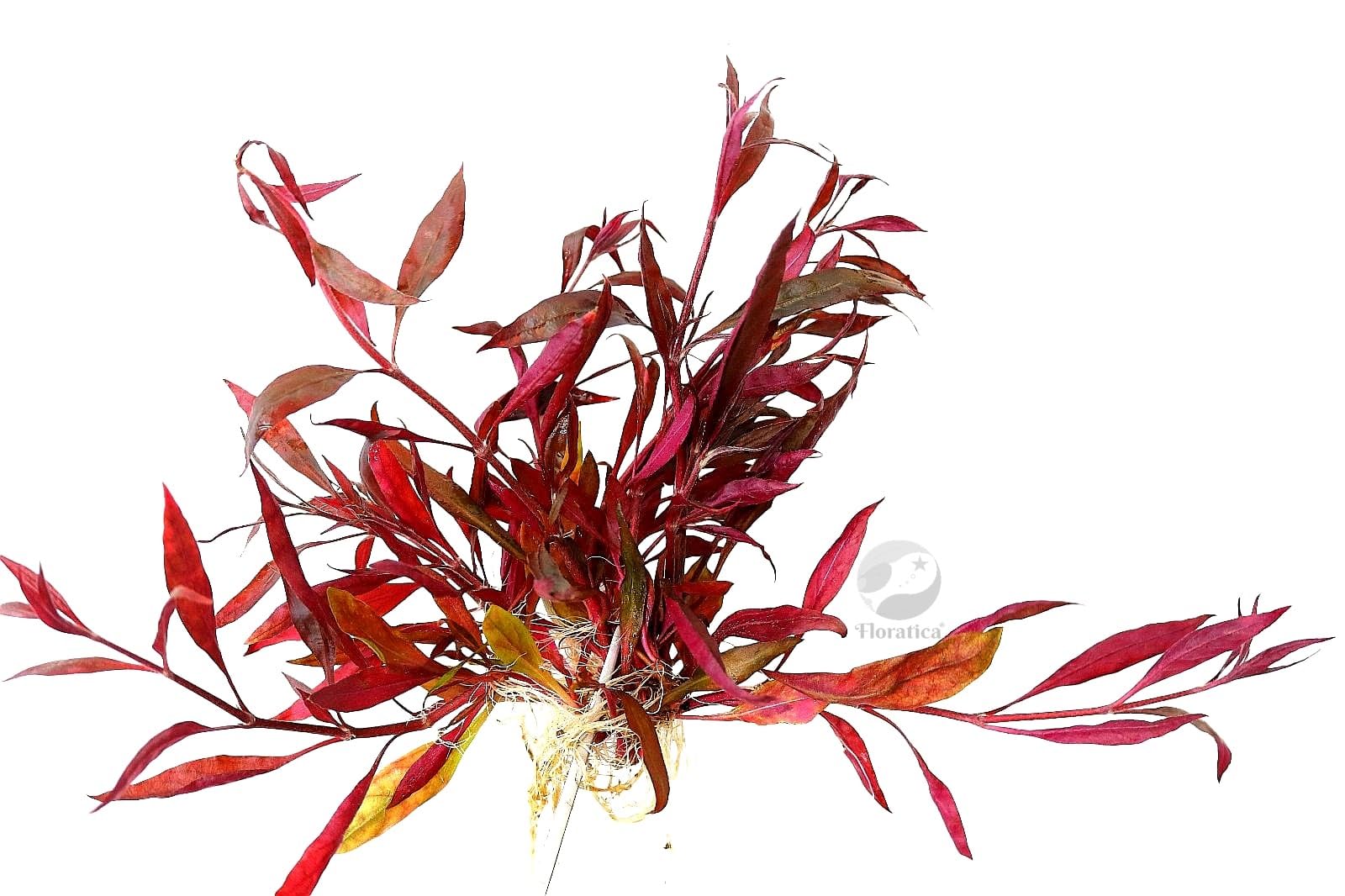 Live Aquarium Plant ¦ ALTERNANTHERA ROSAEFOLIA Scarlet Temple ¦ Tropical Rooted High-Light Terrarium Aquascaping Fish Tank Snail Free Free of Pesticides Shrimp Safe (15, Alternanthera Rosaefolia)