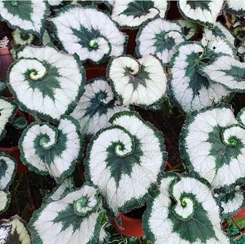 Miniatura 3 de Juego de 4 plantas vivas de begonia con flores, plantas de begonia mixta para senderismo, cesta colgante ornamental o begonia llorón, 3 a 6 pulgadas