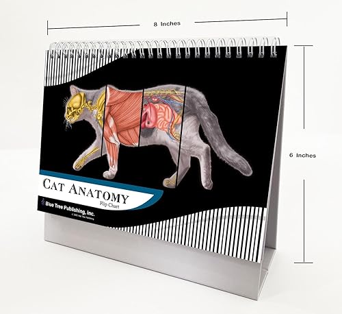Miniatura 4 de Cuadernos de bolsillo de anatomía veterinaria para gatos, libro de ejercicios felinos de anatomía y fisiología veterinaria -30 páginas, 5 x 3
