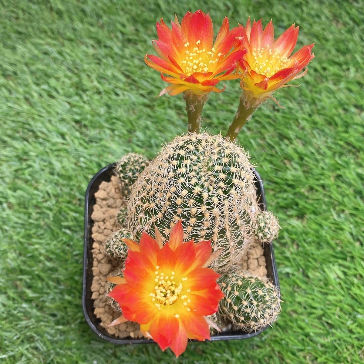 ジパング⁄大輪咲花サボテンロビビオプシス☆多肉植物☆サボテン