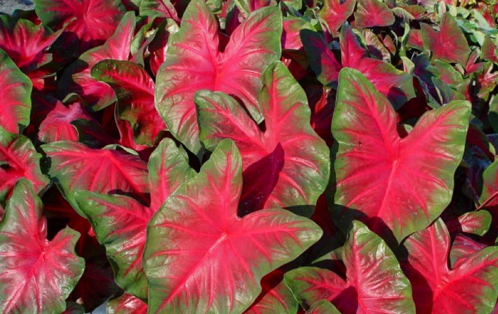 Royal Flush Caladium 3 Bulbs