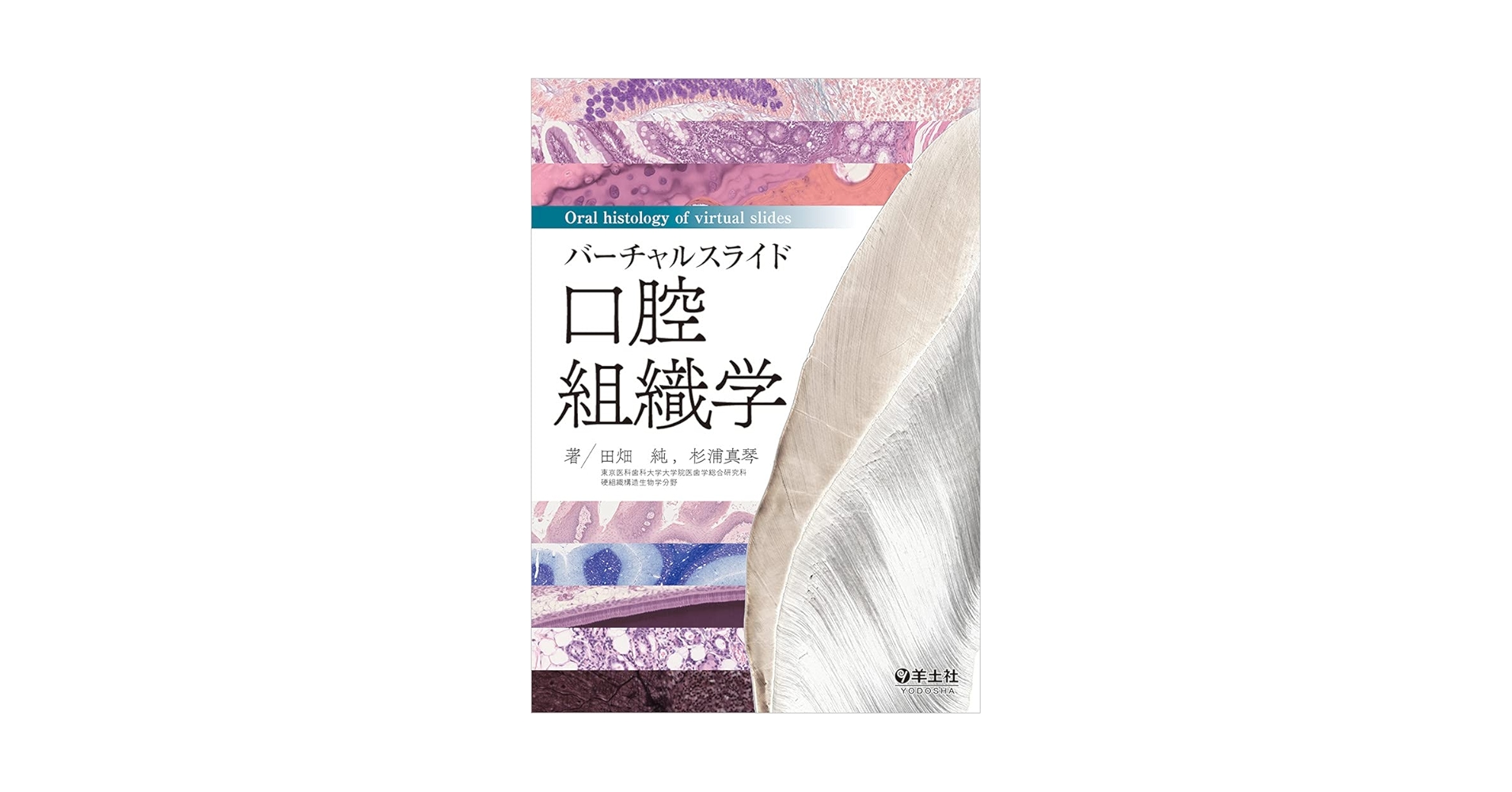バーチャルスライド 口腔組織学 | 田畑 純, 杉浦 真琴 |本