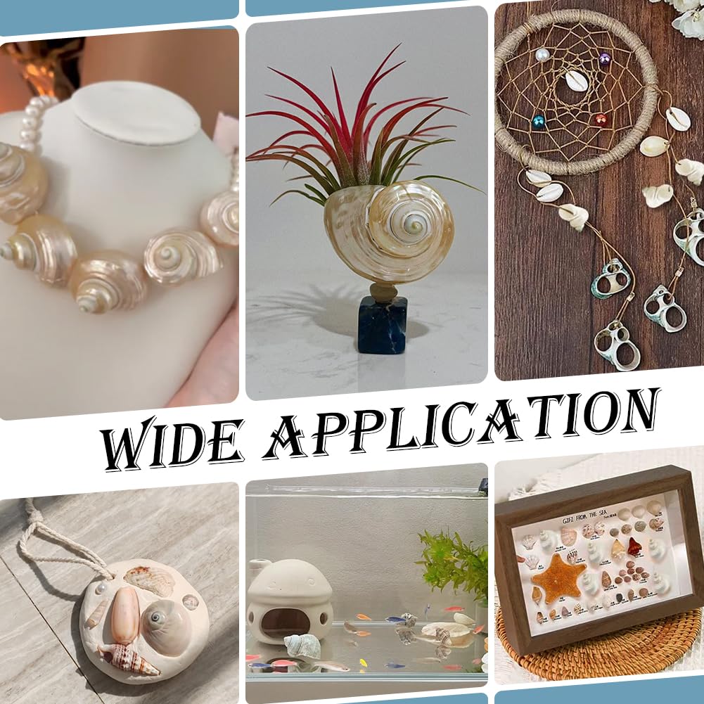 貝の置物 Amazon.co.jp: PH PandaHall 貝殻セット 巻貝 螺旋貝 白色 16個