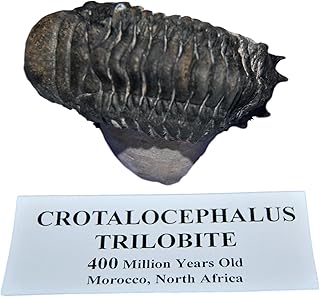 Crotalocephalus Trilobite Fossil Morocco 400 Million Years Old #13096 14o