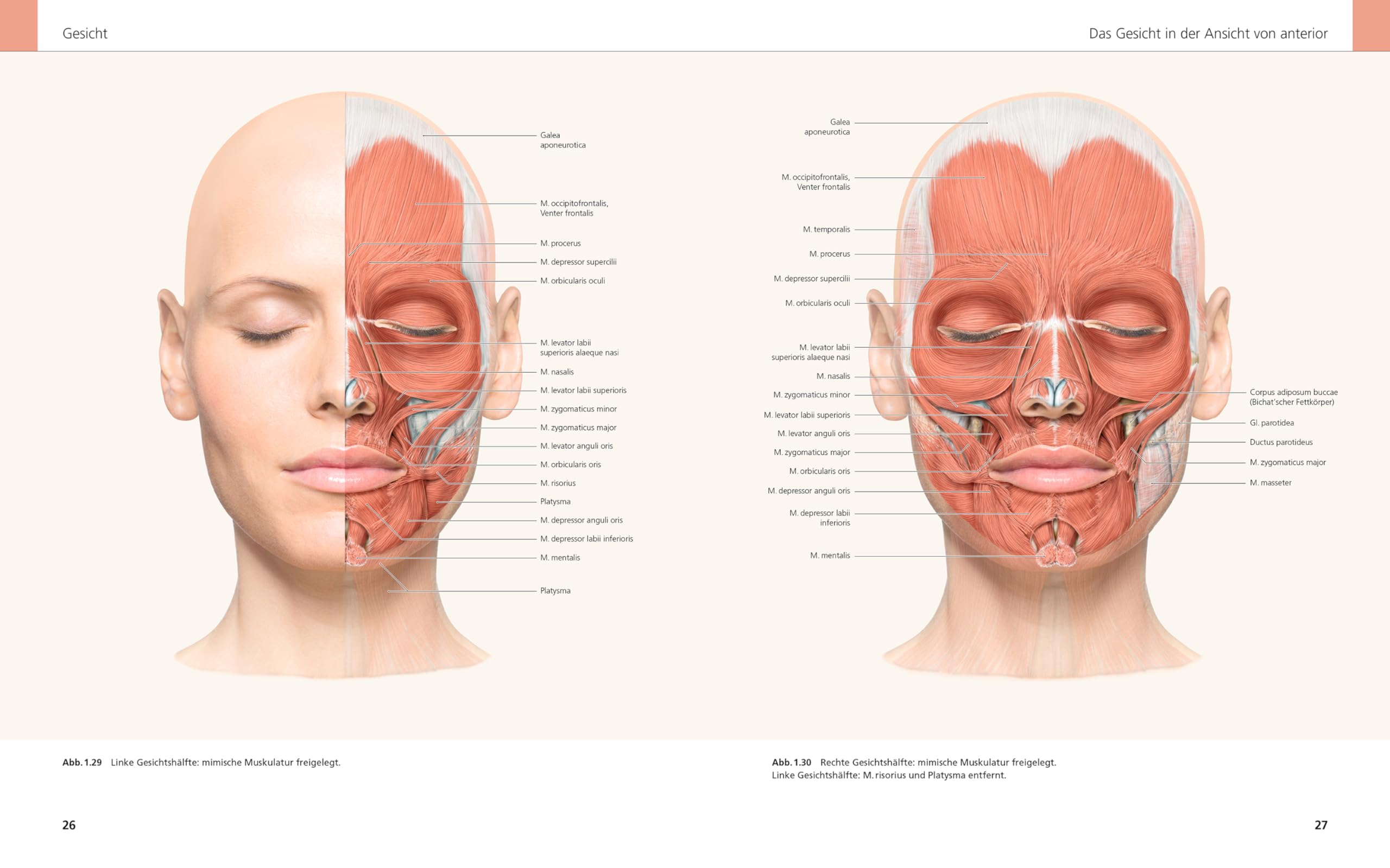 Das Gesicht | Bildatlas klinische Anatomie