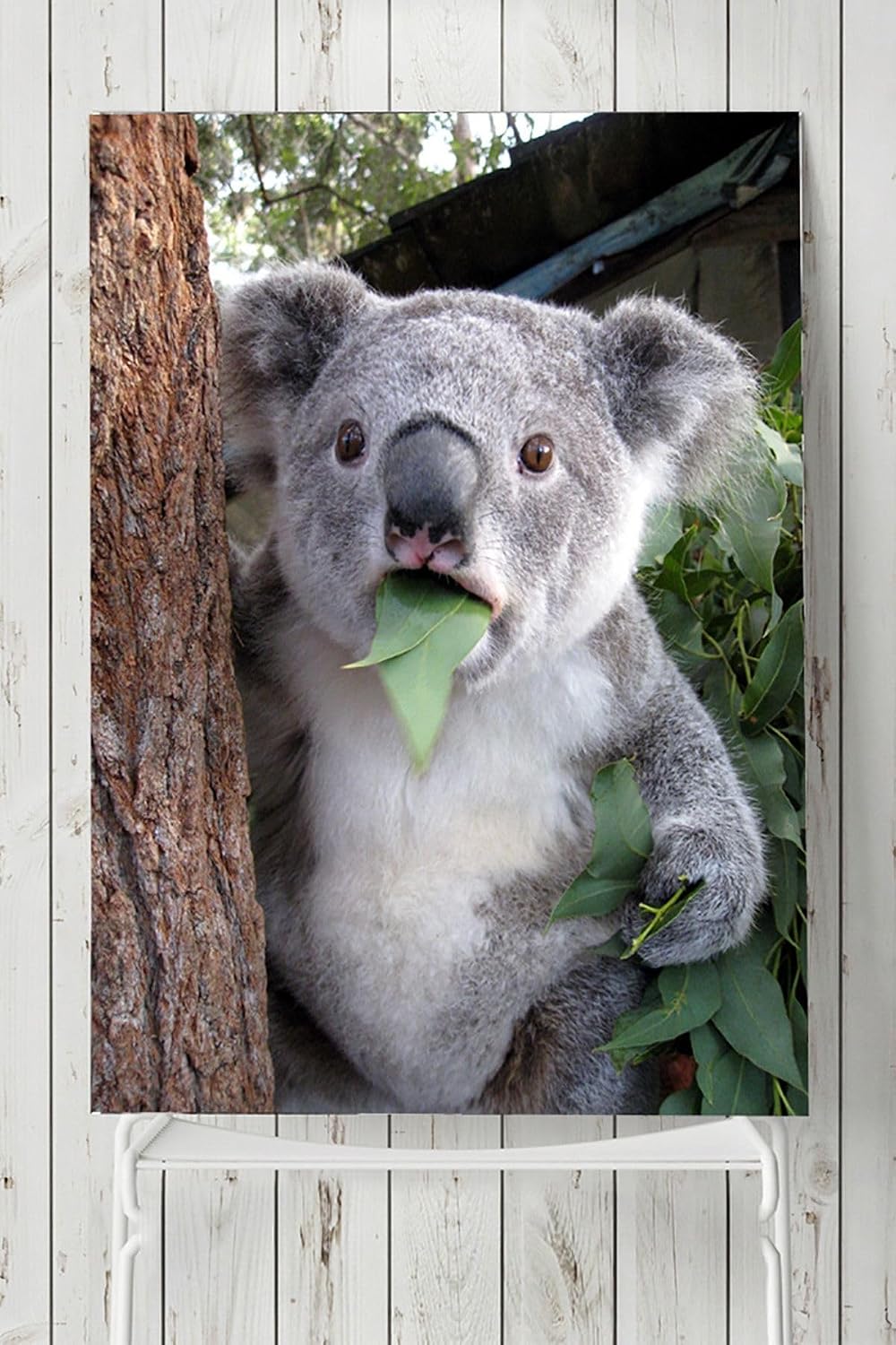 Postermanya (pster5708) Koala Hayvan Posteri (50x70cm)