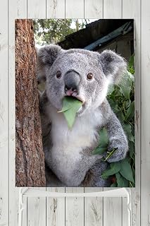 Postermanya (pster5708) Koala Hayvan Posteri (50x70cm)