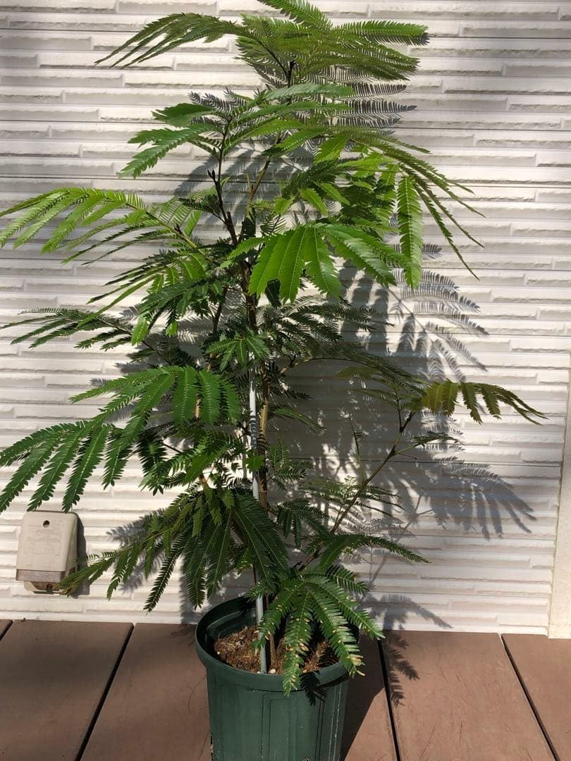 valiem 鉢 インビシブル 多肉植物 根塊植物 グラキリス