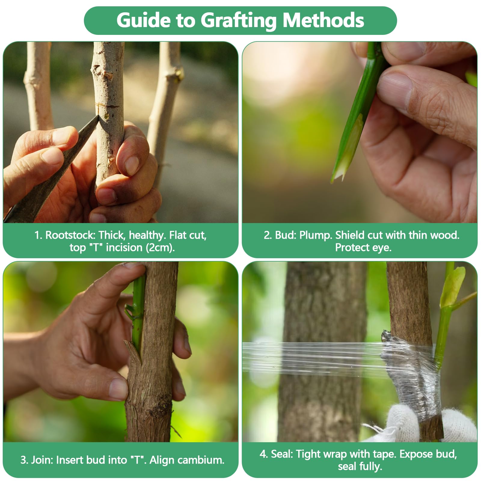 Cinta de Injerto 5Pcs Cinta para Injertar Cinta de Injerto Estirable y Transparente con 10Pcs Ataduras para Injertos de Árboles Frutales y Reparación de Ramas en Viveros y Jardines
