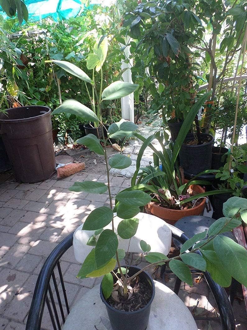 1 Dr. White Cherimoya - Grafted Tree Live Plant