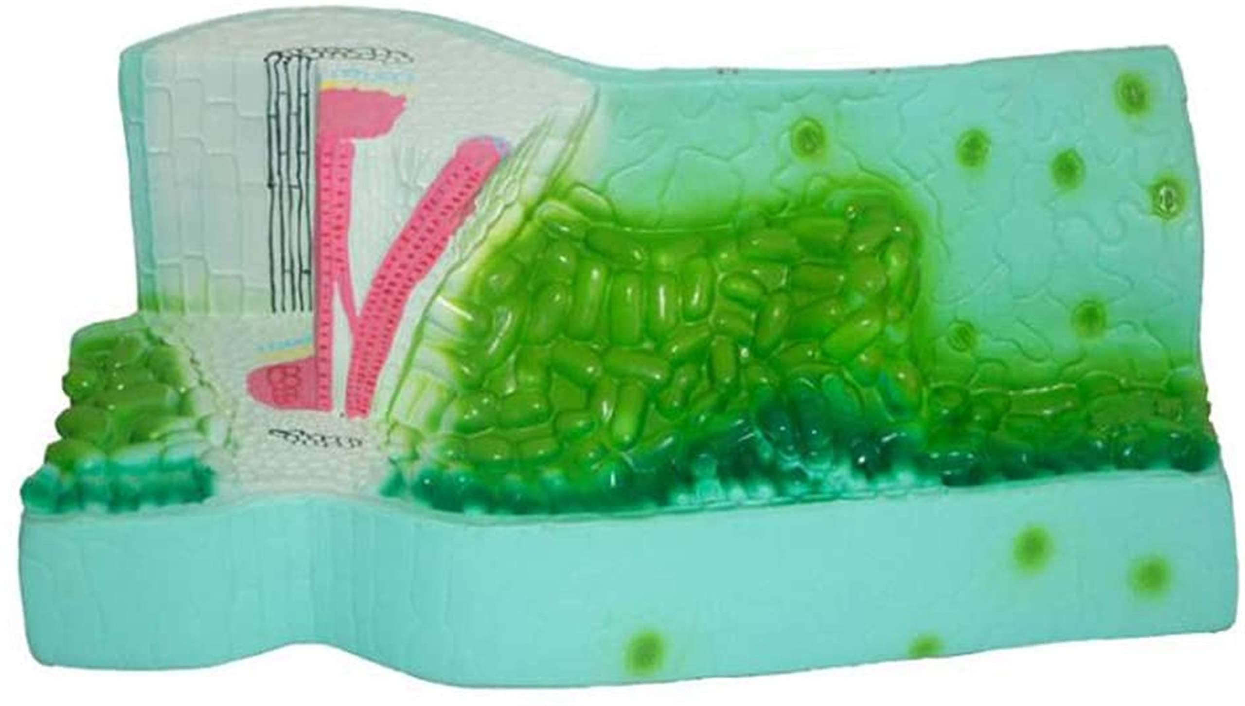 ERNZI WYRSS Study Model Leaf Structure Model – Biology Teaching Model Enlarge Leaf Structure Model – PVC Material Plant Anatomy Model – For Biological Teaching Instrument Upper Level