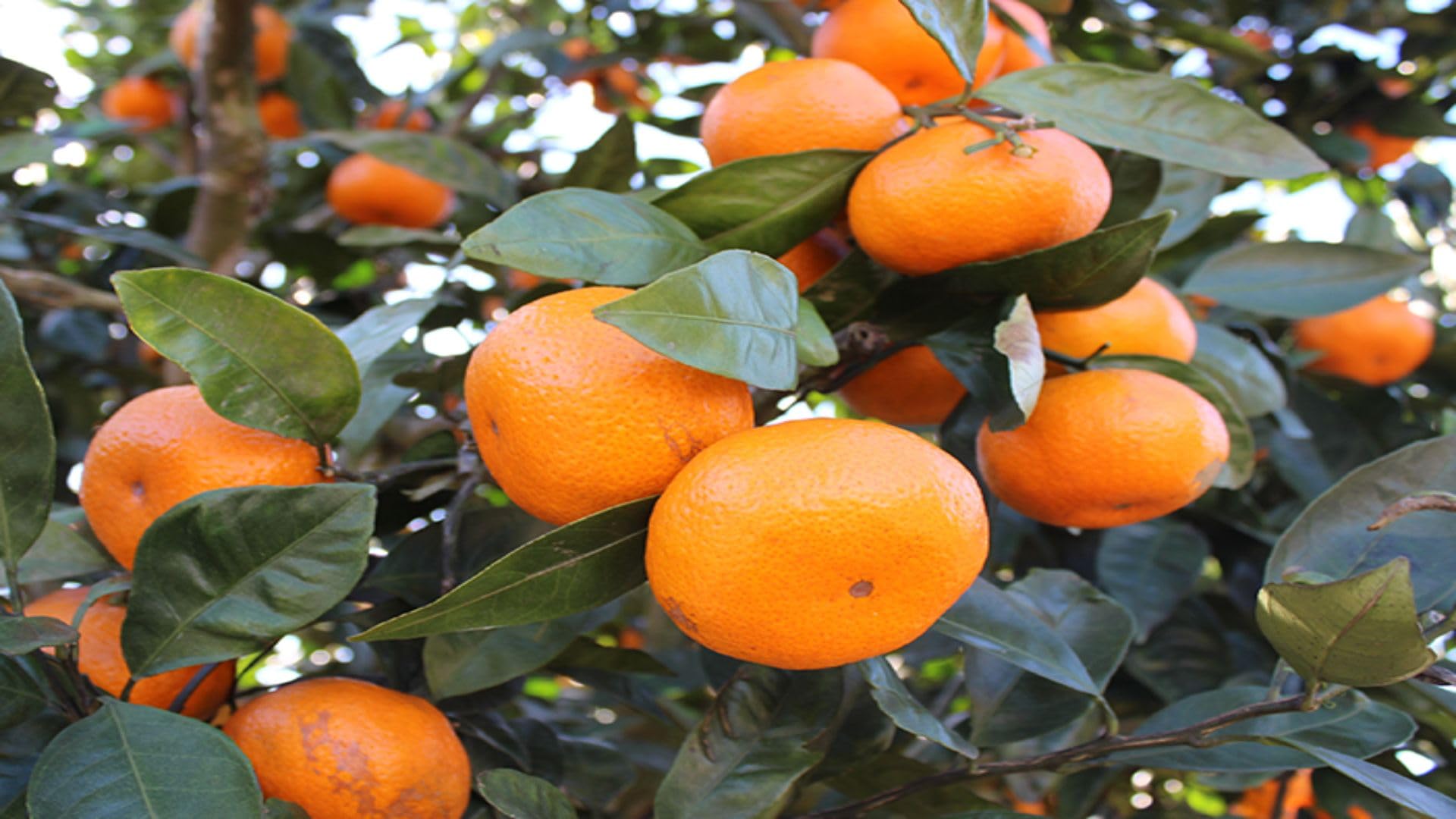 Cloud Farm Hybrid Daidai Bitter Orange Plant CF_3959