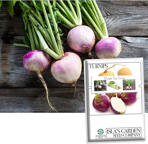 Semillas de nabo púrpura para plantar, más de 1000 semillas de reliquia por paquete, semillas de jardín de Isla (semillas de jardín de Isla),