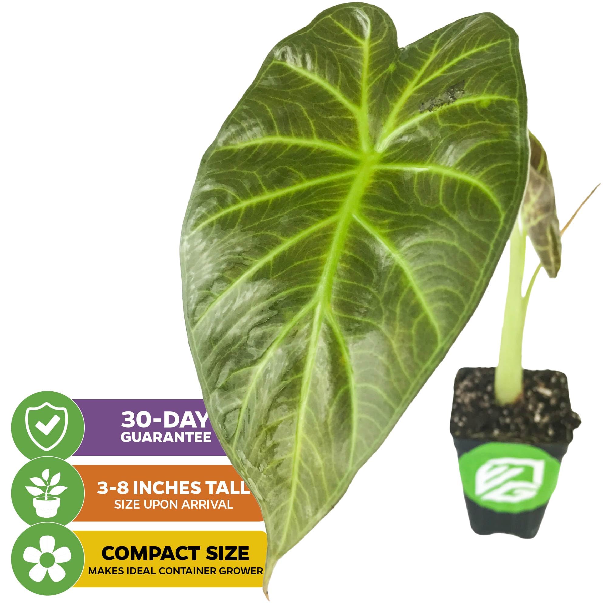 picture of money tree Money Tree | Indoor Plants