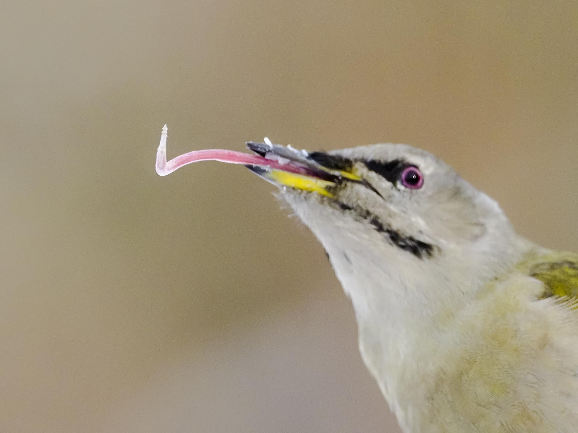 OM SYSTEM M.Zuiko Digital Teleconvertitore 1,4x MC‑14 per ED 40‑150 mm PRO, Olympus ED 300 mm e molti altri obiettivi,resistente alle intemperie, per la fotografia naturalistica, sportiva e di animali