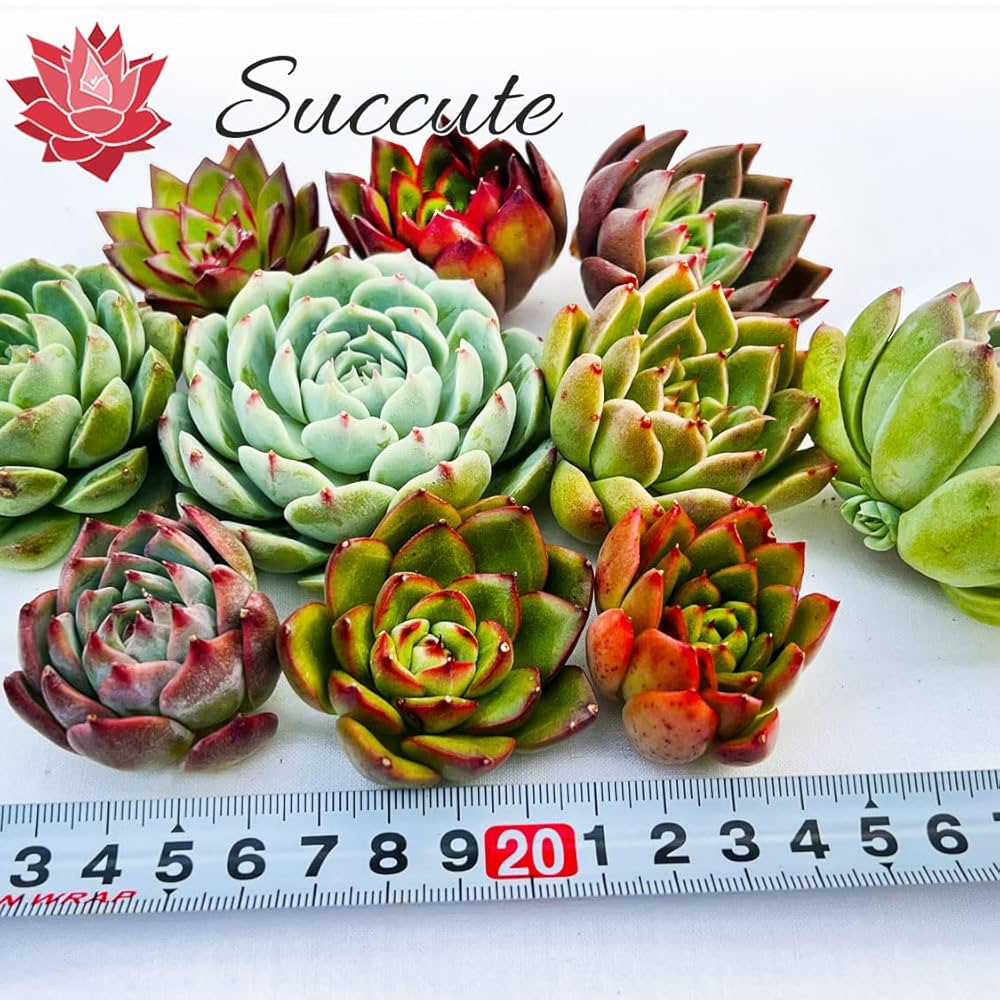 Dミニ苗大量セット✨多肉植物 エケベリア カット苗 寄せ植えに! Amazon.co.jp: 【Succute】多肉植物 寄せ植え 韓国カット苗