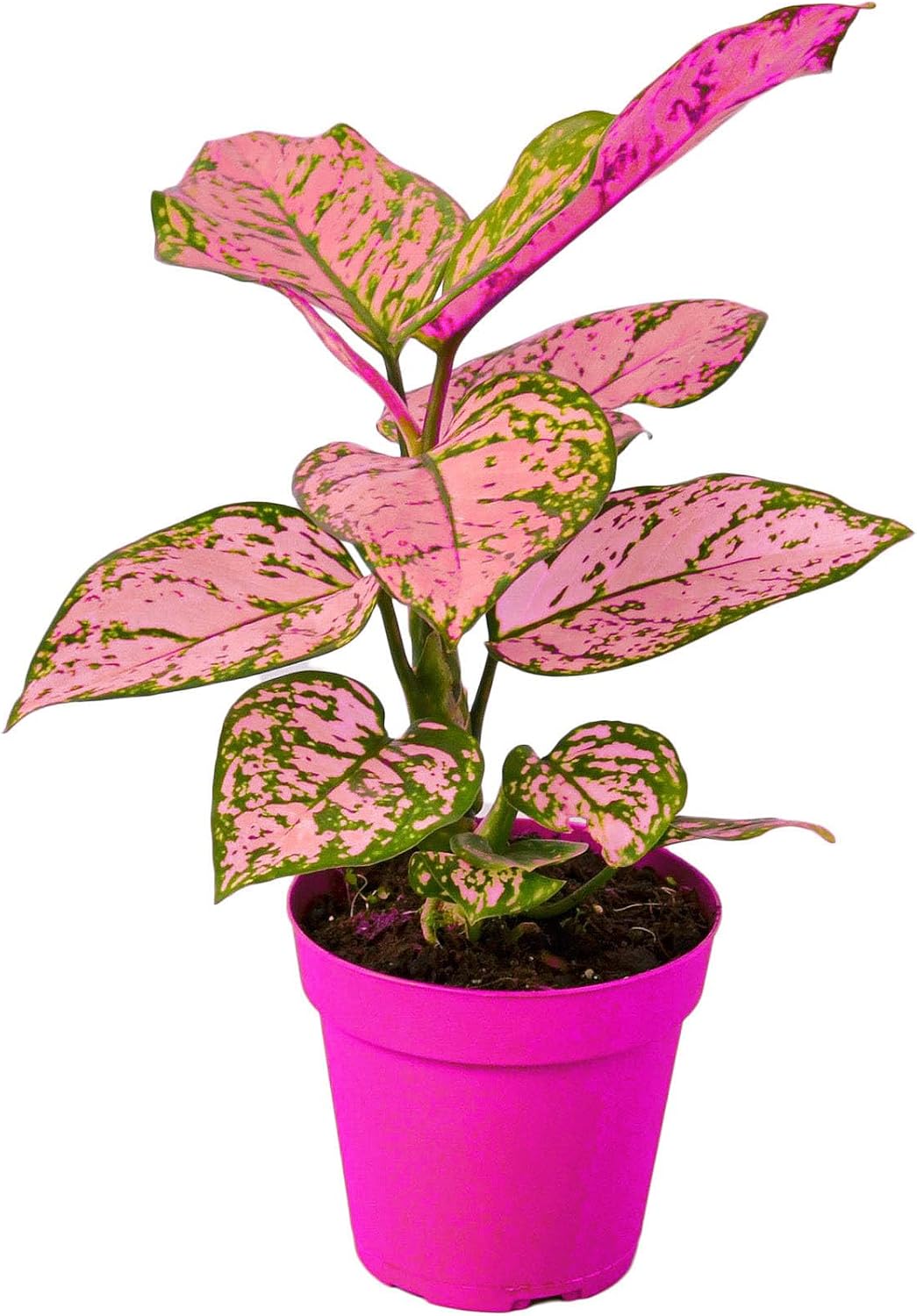Chinese Evergreen 'Lady Valentine' in 2in Pot - Live Plants Tropical Houseplants | Variegated | USA Growers | The Snobby Leaf