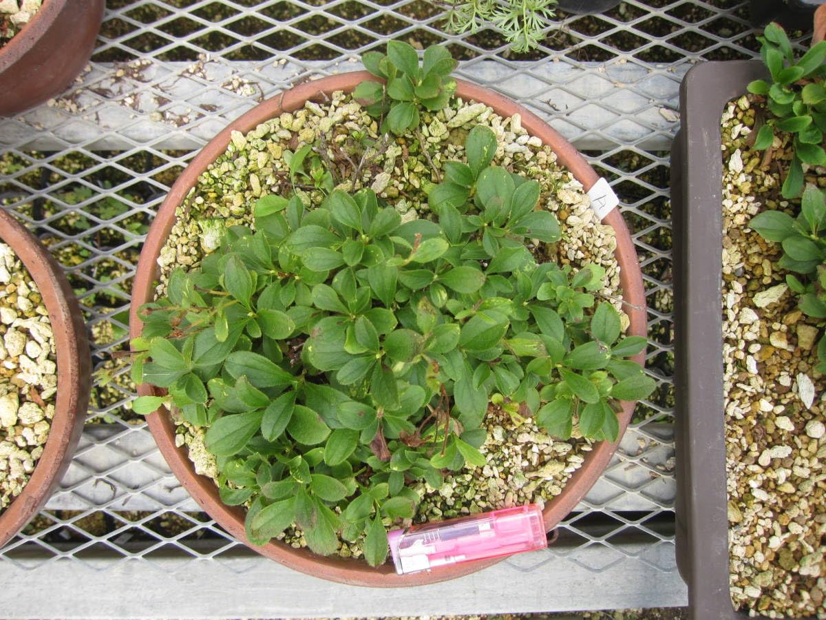 Amazon.co.jp: 北海道限定 山野草 超 白花 エゾツツジ 大株 丸A