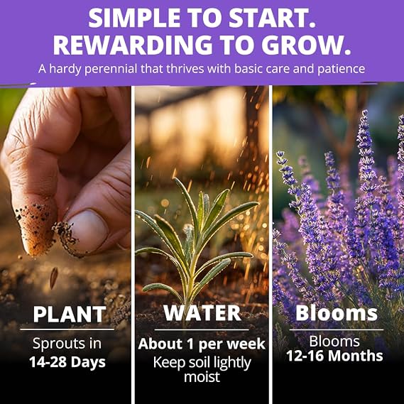HOME GROWN Non GMO English Lavender Seeds 1,500+ Wildflower Seed for Planting Indoor/Outdoor, High Germination, Plant Flower Seeds (Lavandula antustifolia)