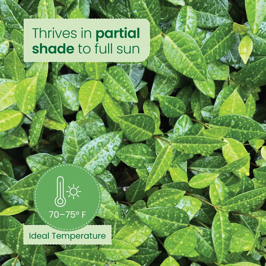 Amazon.com : American Plant Exchange Asiatic Jasmine Minima – 6