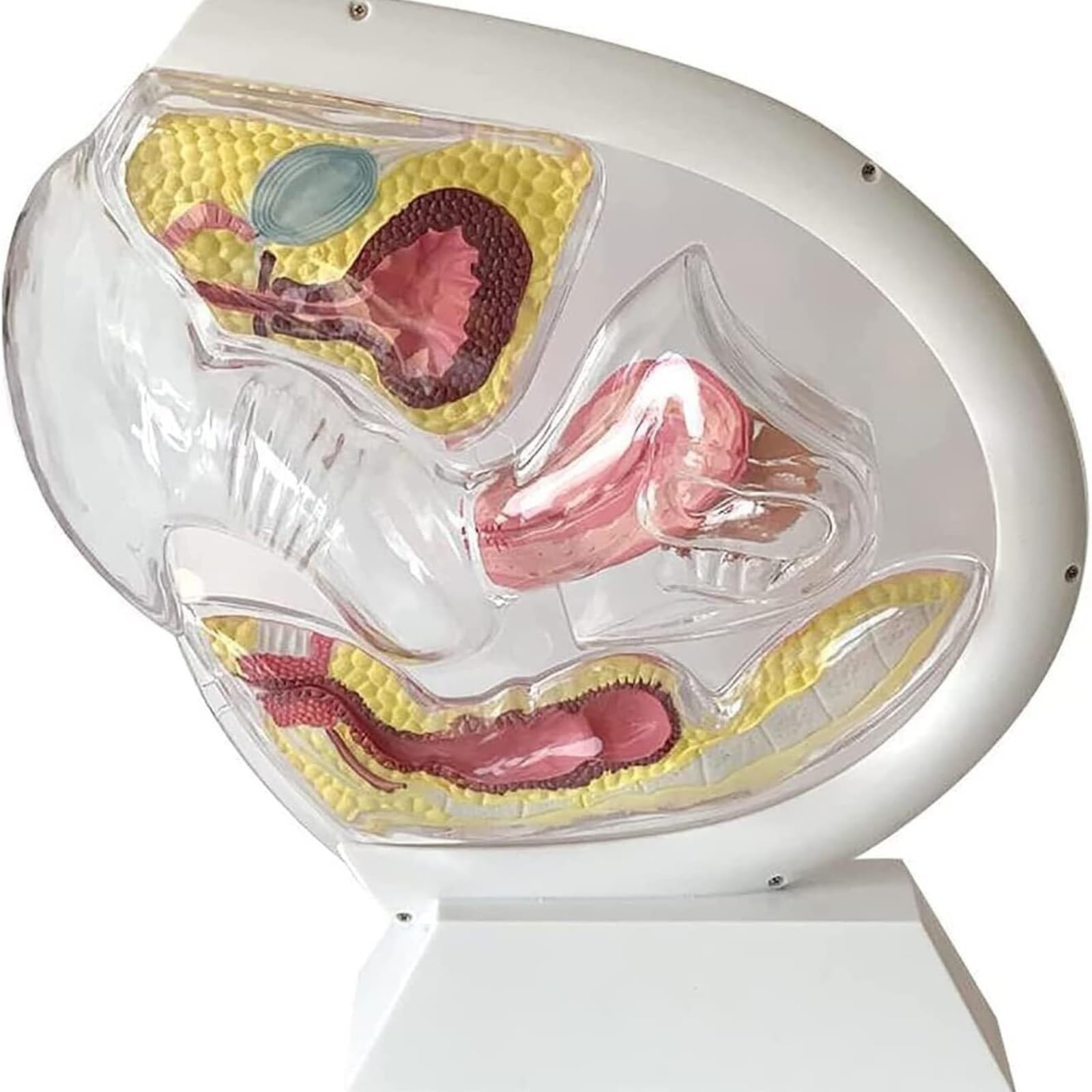 Transparentes Uterusmodell mit Demonstration der Menstruationstasse – Anatomisches Modell des weiblichen Fortpflanzungsorgans for Beckenanatomie, Verhütungserziehung und Sexualerziehungslehrmittel