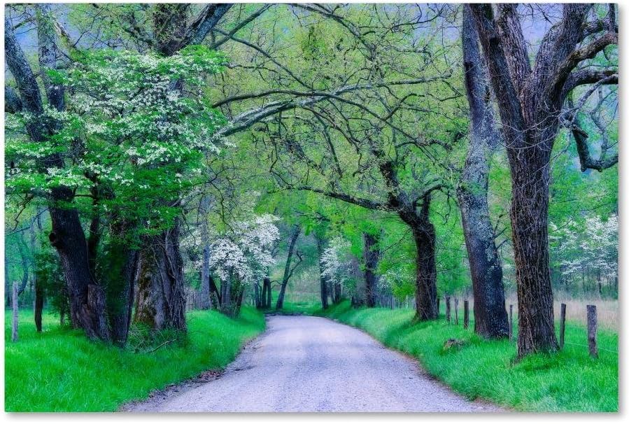 Trademark Fine Art ALI3916-C2232GG Cades Cove Lane by Michael Blanchette Photography, 22x32" ,,