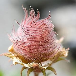 KOqwez33 Flower Garden Decoration 40Pcs/Bag Prairie Smoke Seeds Full Sun Prolific Purple Full of Vitality Geum Triflorum Seeds for Balcony - Seed