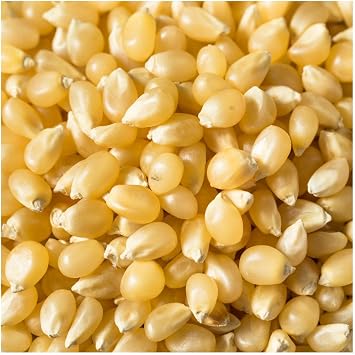 1/4 Lb Japanese Hulless White Open Pollinated Corn Seeds - Gold Vault