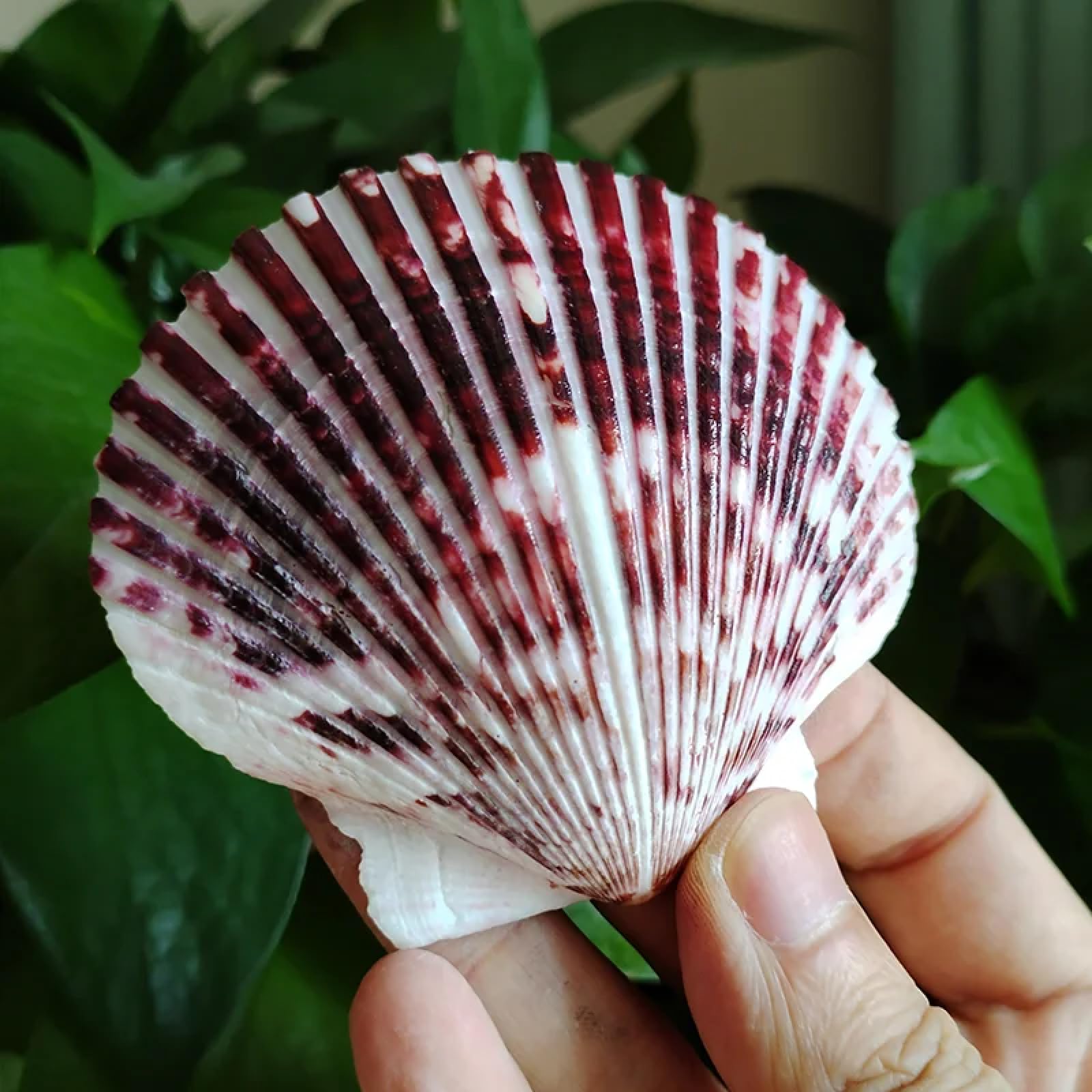 Conchiglie per decorazione, 4 pezzi 8-9 cm viola smerlato naturale conchiglie di mare decorazione artigianato ornamento per acquario decorazione domestica