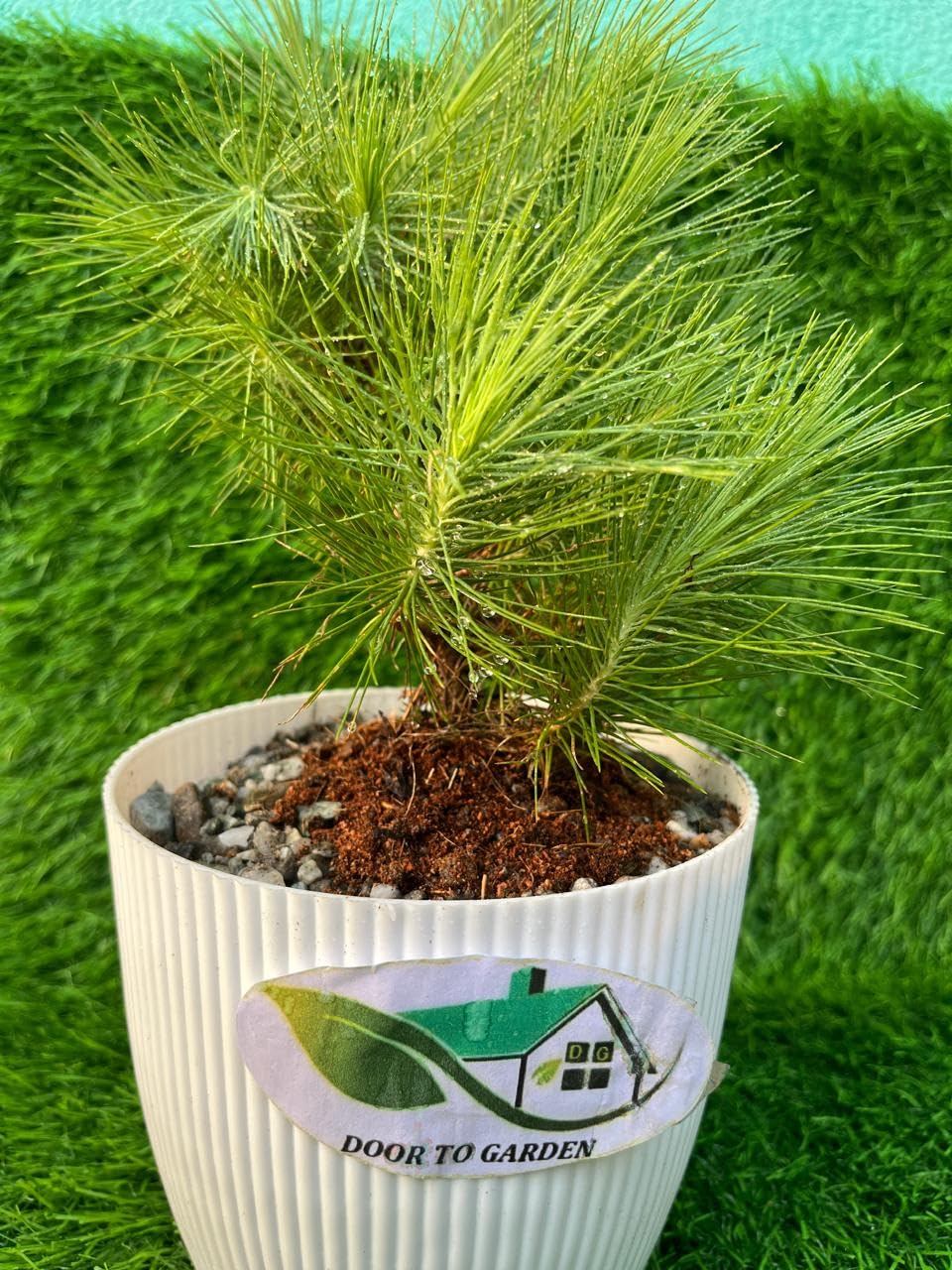 Garden Nature Care Live Bonsai Tree Black Pine Japanese Variety Healthy Plant-image-28