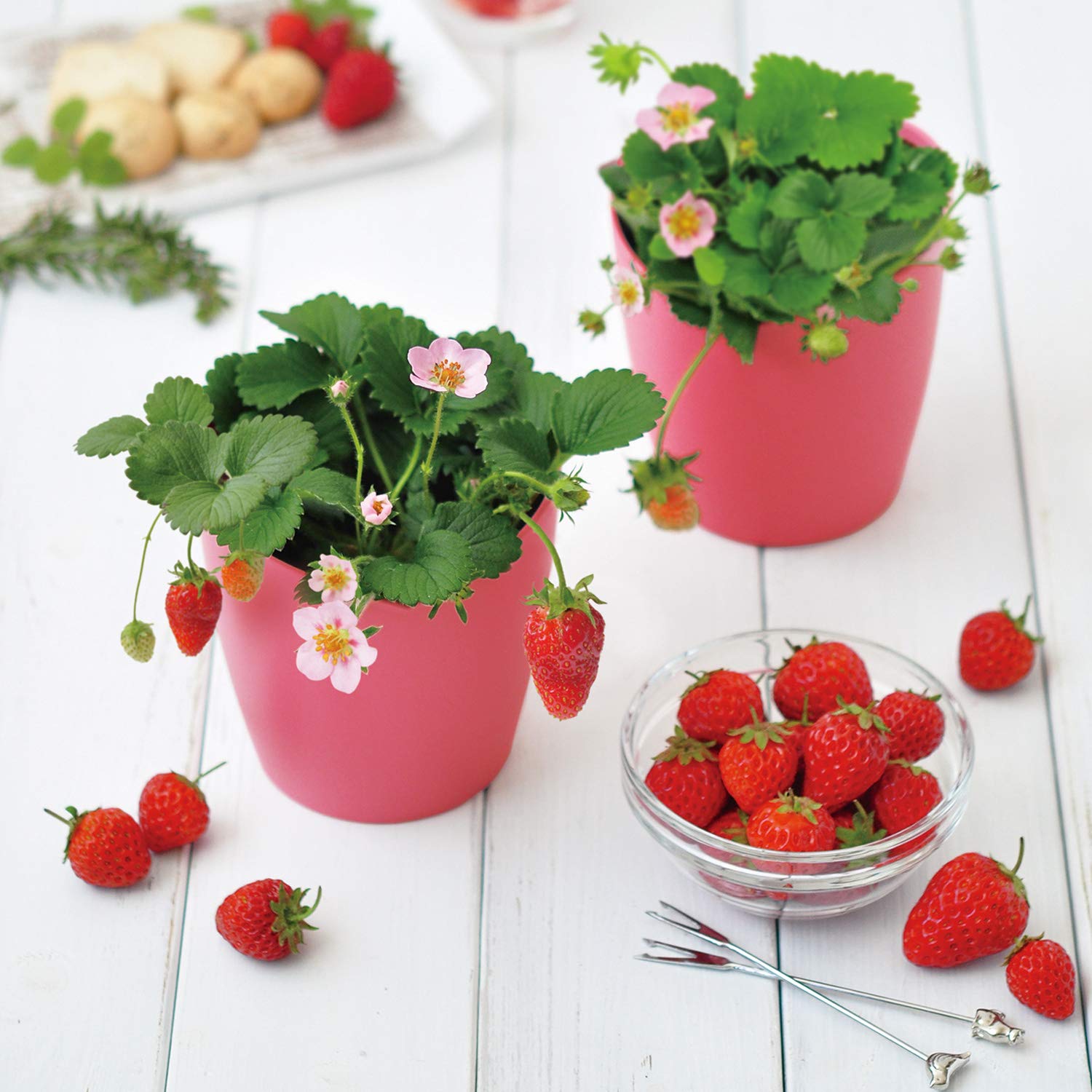 Amazon.co.jp: 聖新陶芸 ピンクの花咲く ストロベリー栽培キット: DIY