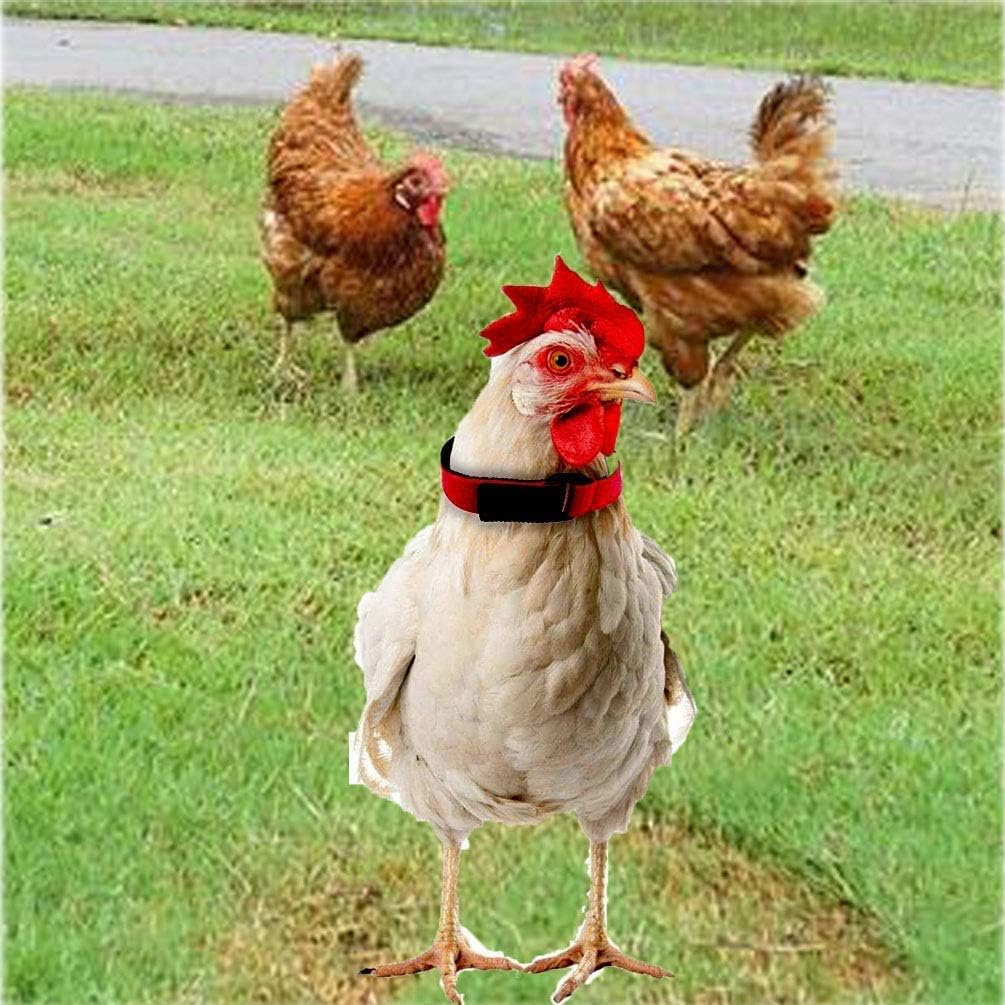 Qicfrk 6 Pack Upgrade Anti Crow Rooster, Collar Crow Rooster Collar Crow Collar, Chicken Neckband Noise Free No Crow Neck Belt Anti Noise Nylon Neck Belt for Prevent Chickens from Screaming