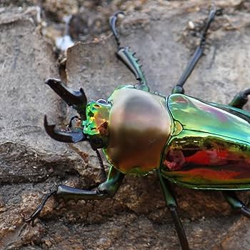 Amazon | [BIG HORN]ニジイロクワガタ 成虫 40ミリUPオス単品 S