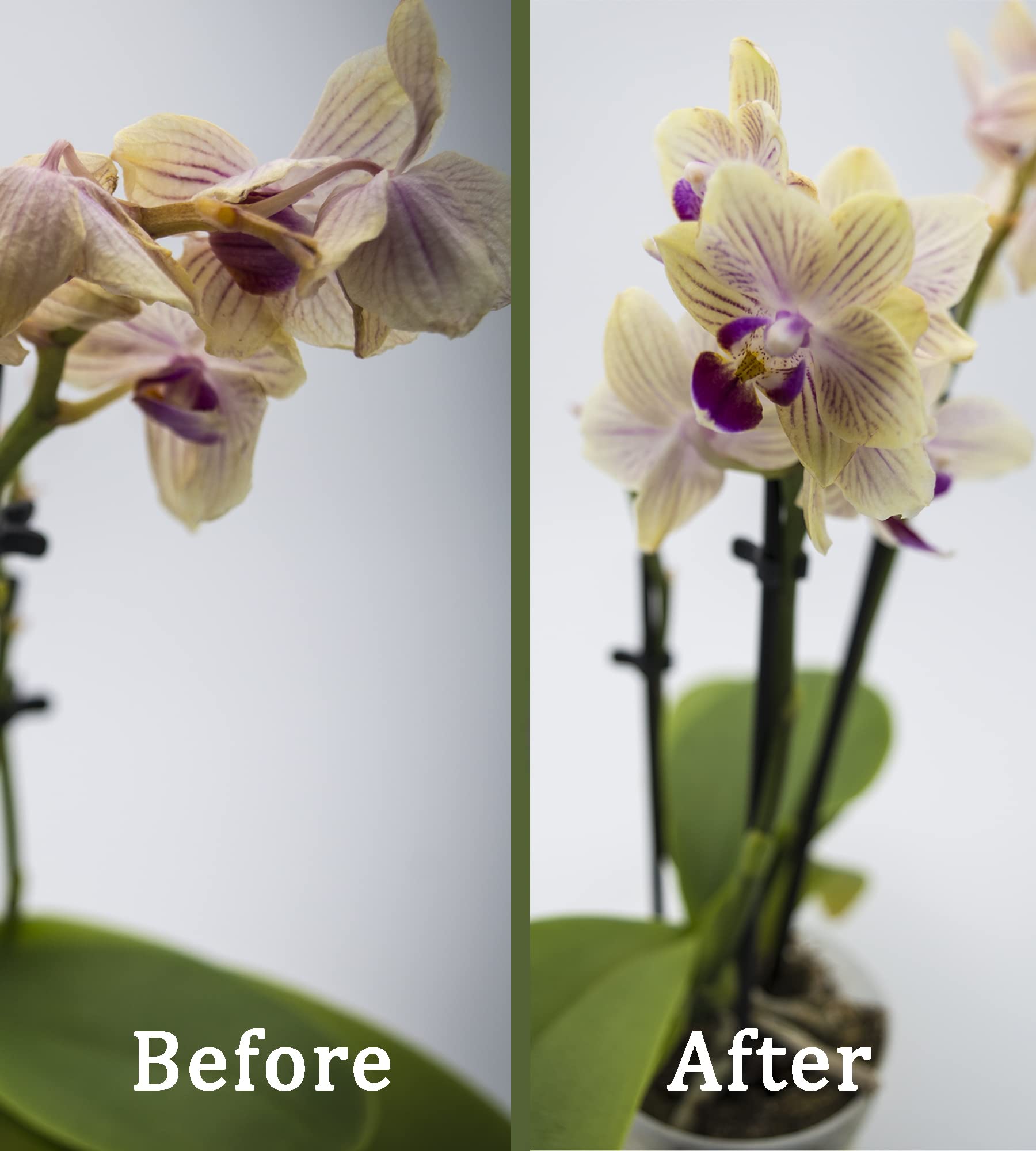 Floraline® | Lot de 10 - Cure vitale | Engrais pour orchidées pour jusqu'à 20 mois de fleurs magnifiques avec croissance et fleurs saines | Utilisation et entretien doux