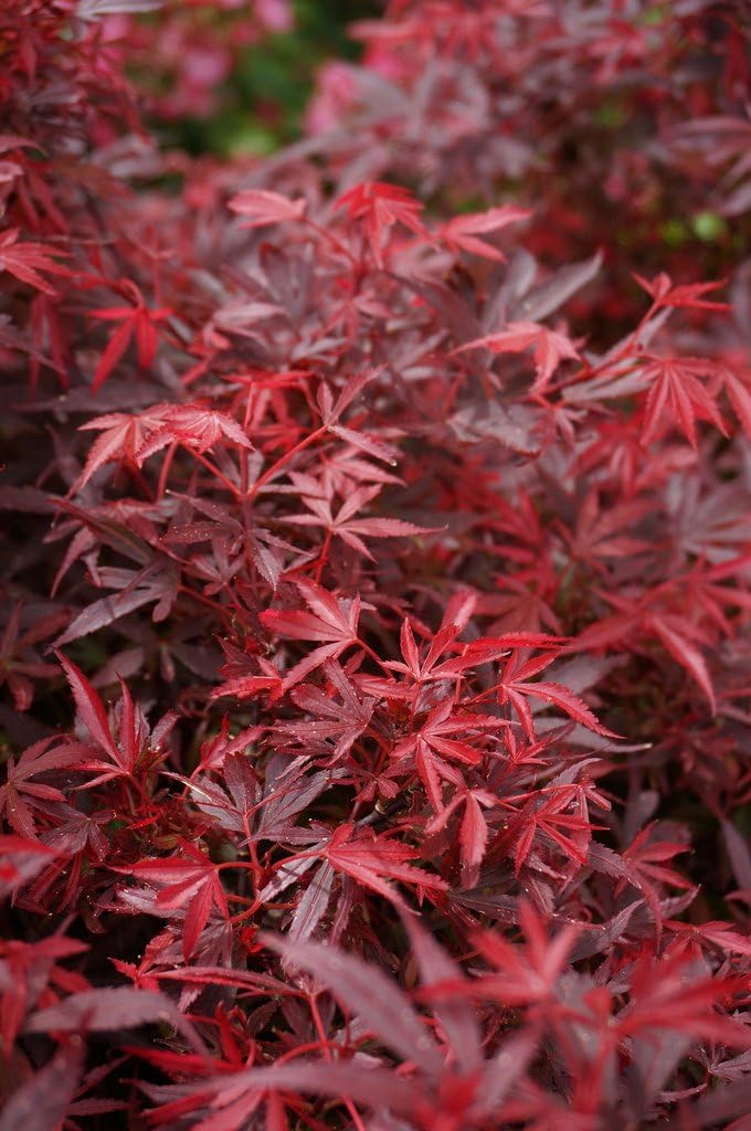 Shaina Japanese Maple 2 - Year Live Plant