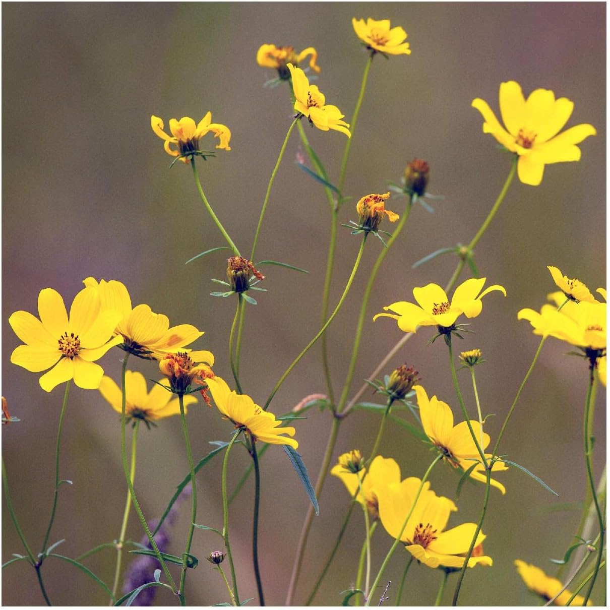 Everwilde Farms - 1/4 Lb Tall Swamp Marigold Native Wildflower Seeds - Gold Vault