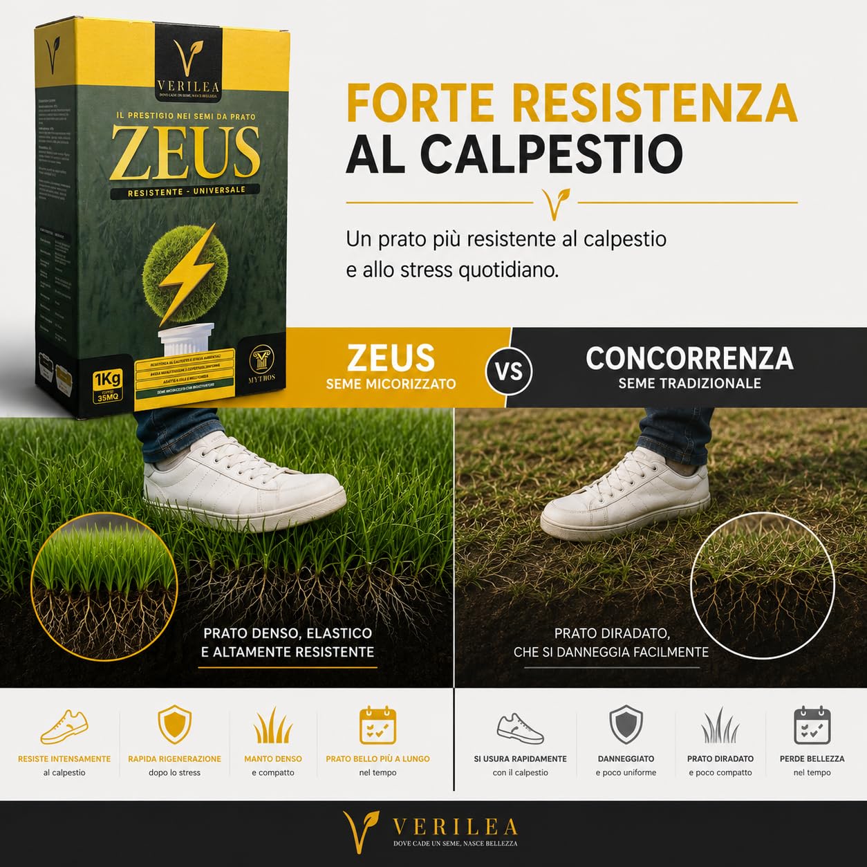 Verilea ZEUS - Semi da Prato Universale Micorrizzati, Miscela Resistente a Bassa Manutenzione, Festuca, Lolium e Poa Pratensis. (5 kg per 175mq)