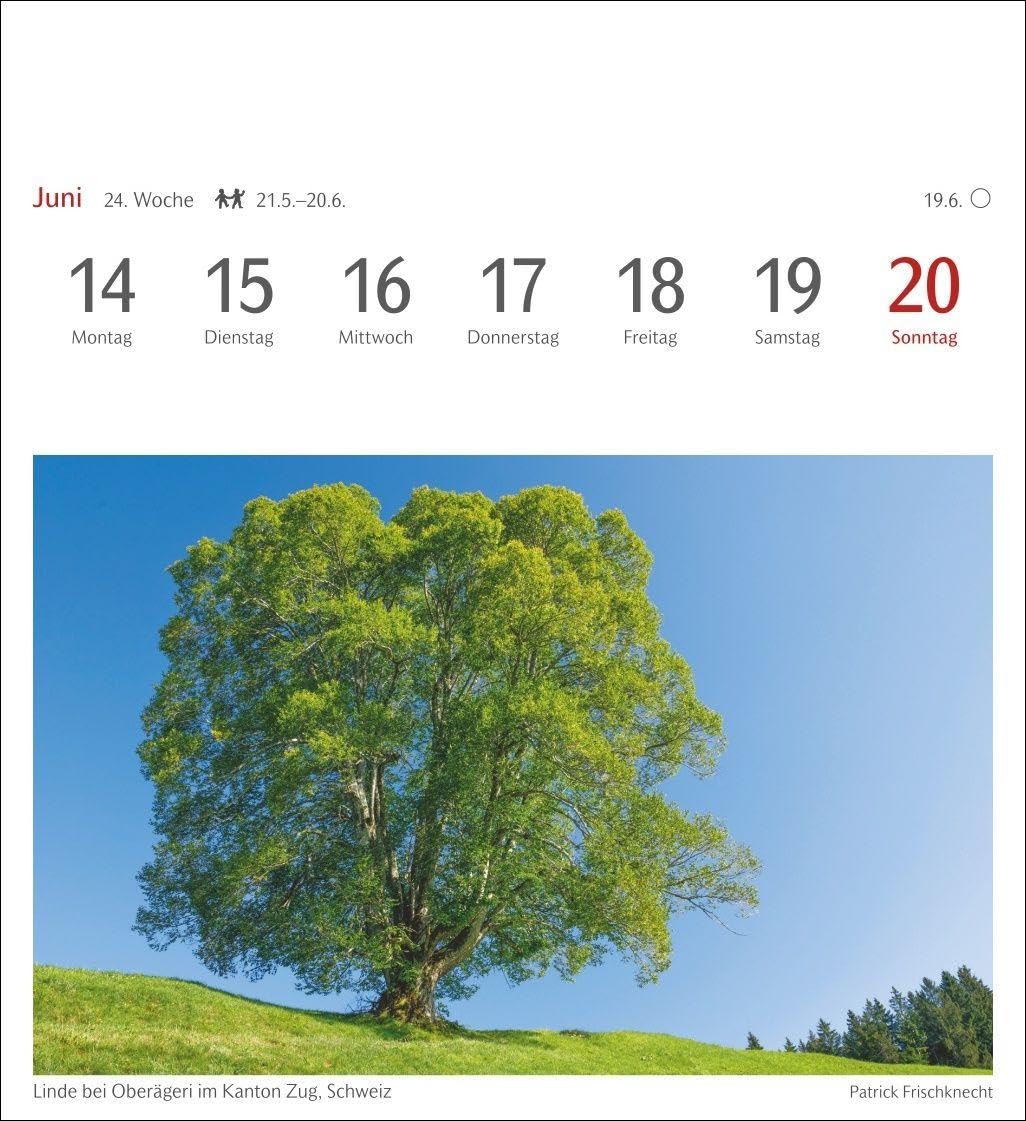 Bäume Postkartenkalender 2027 - Wochenkalender mit 53 Postkarten: Fotokalender mit 53 Postkarten zum Sammeln und Verschicken. Dekorative ... Fotografen. Wochen-Tischkalender 2027