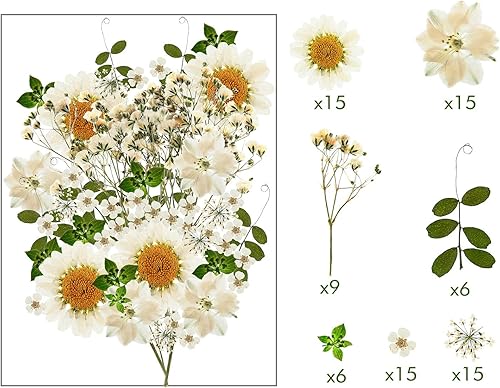 Miniatura 3 de Nuanchu 81 piezas de flores secas blancas, flores prensadas secas, hojas de flores prensadas naturales, flores blancas prensadas de alondrón,