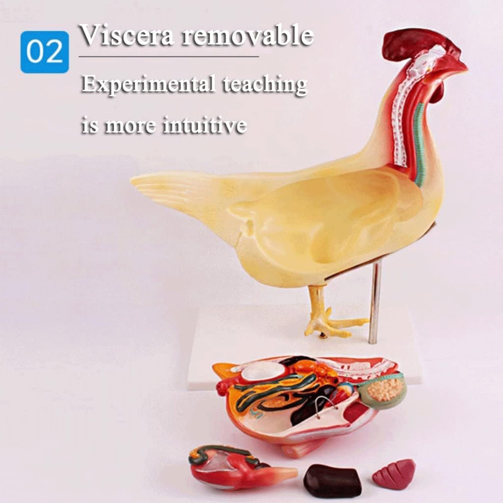 Tierorganmodell Realistisches Huhn-Anatomie-Modus-Tier-Eingeweide-Forschungsorganmodell, abnehmbare Biologie für die Demonstration des Tierunterrichts Anatomiemodell