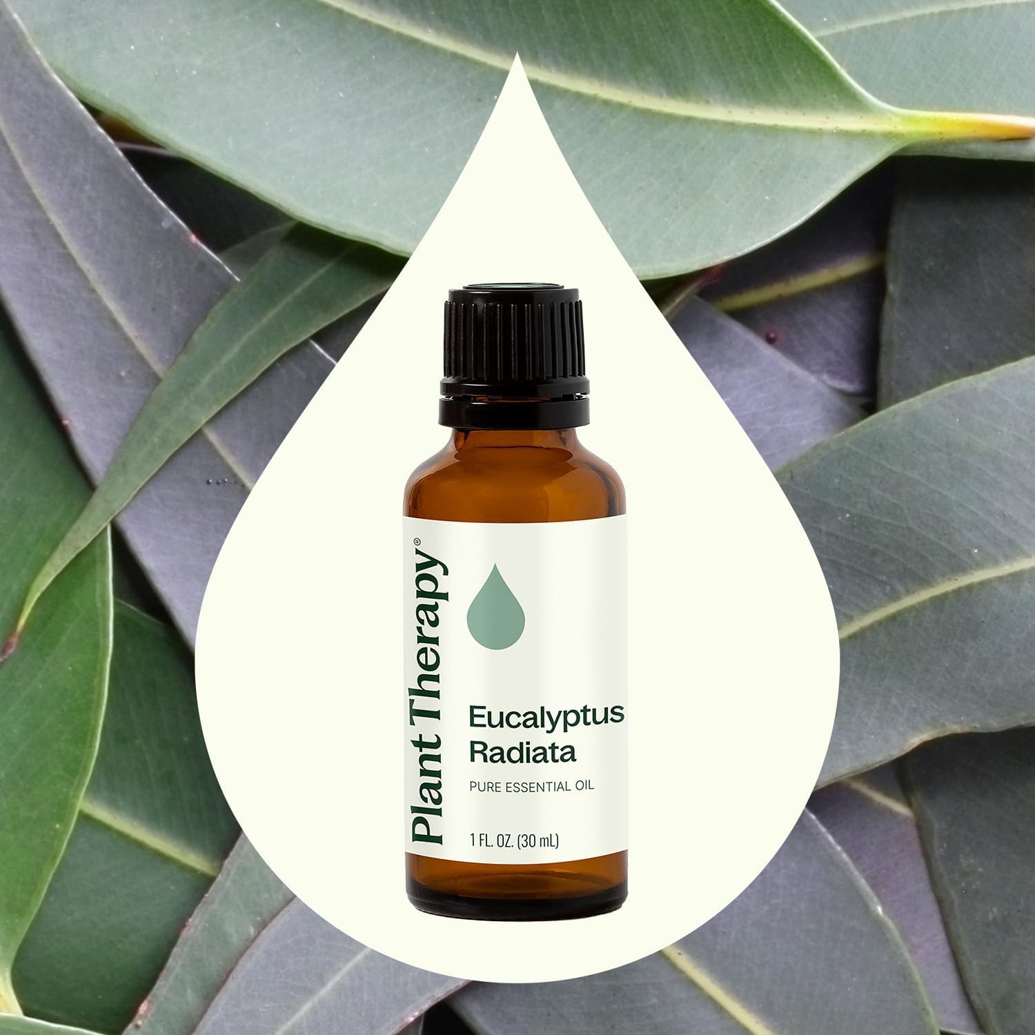 Plant Therapy Eucalyptus Radiata Essential Oil 30 mL (1 oz) 100% Pure, Undiluted, Therapeutic Grade - Image 3