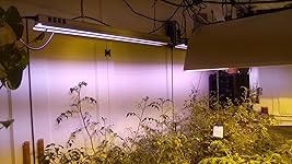 Review Image by Danny Danny