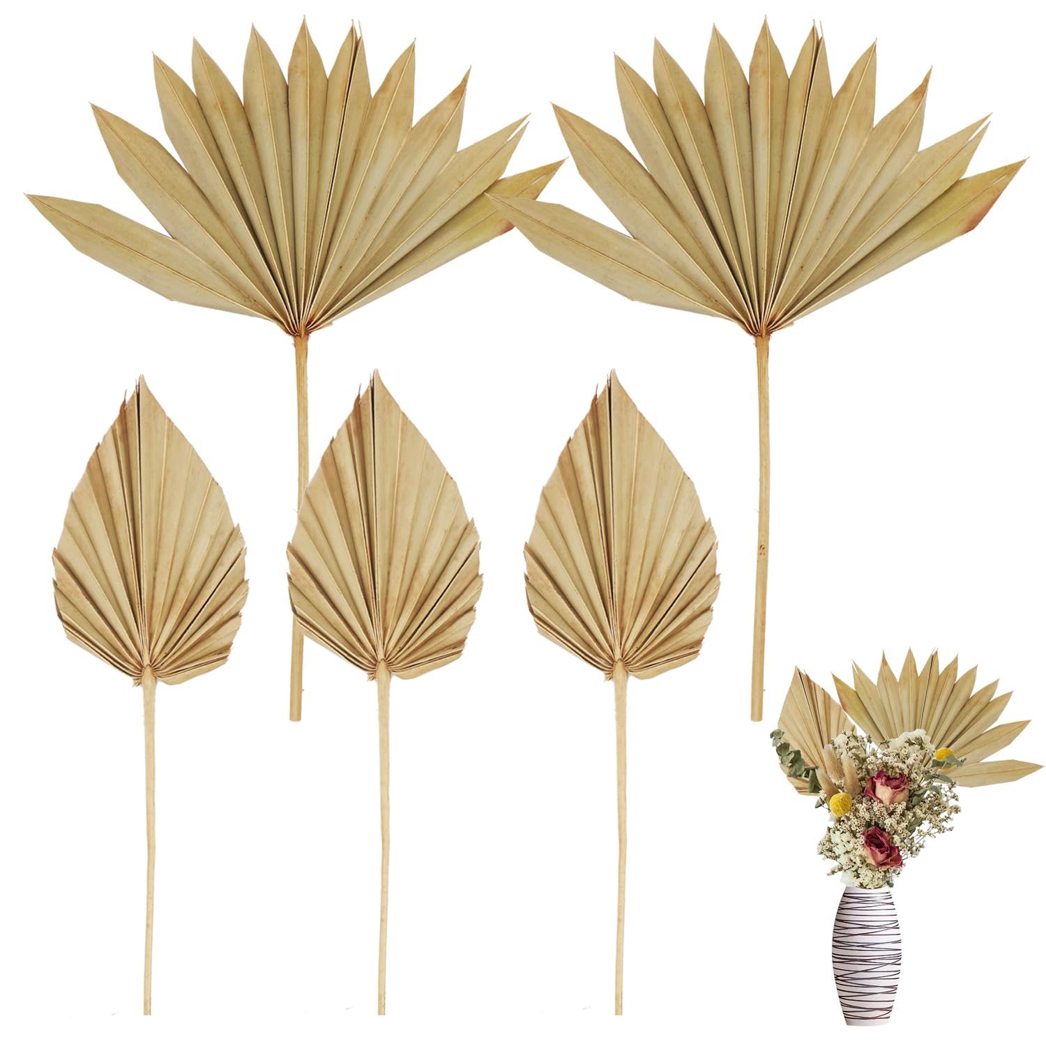 Photo 1 of RUENXG Natural Dried Palm Leaves 5 Pcs