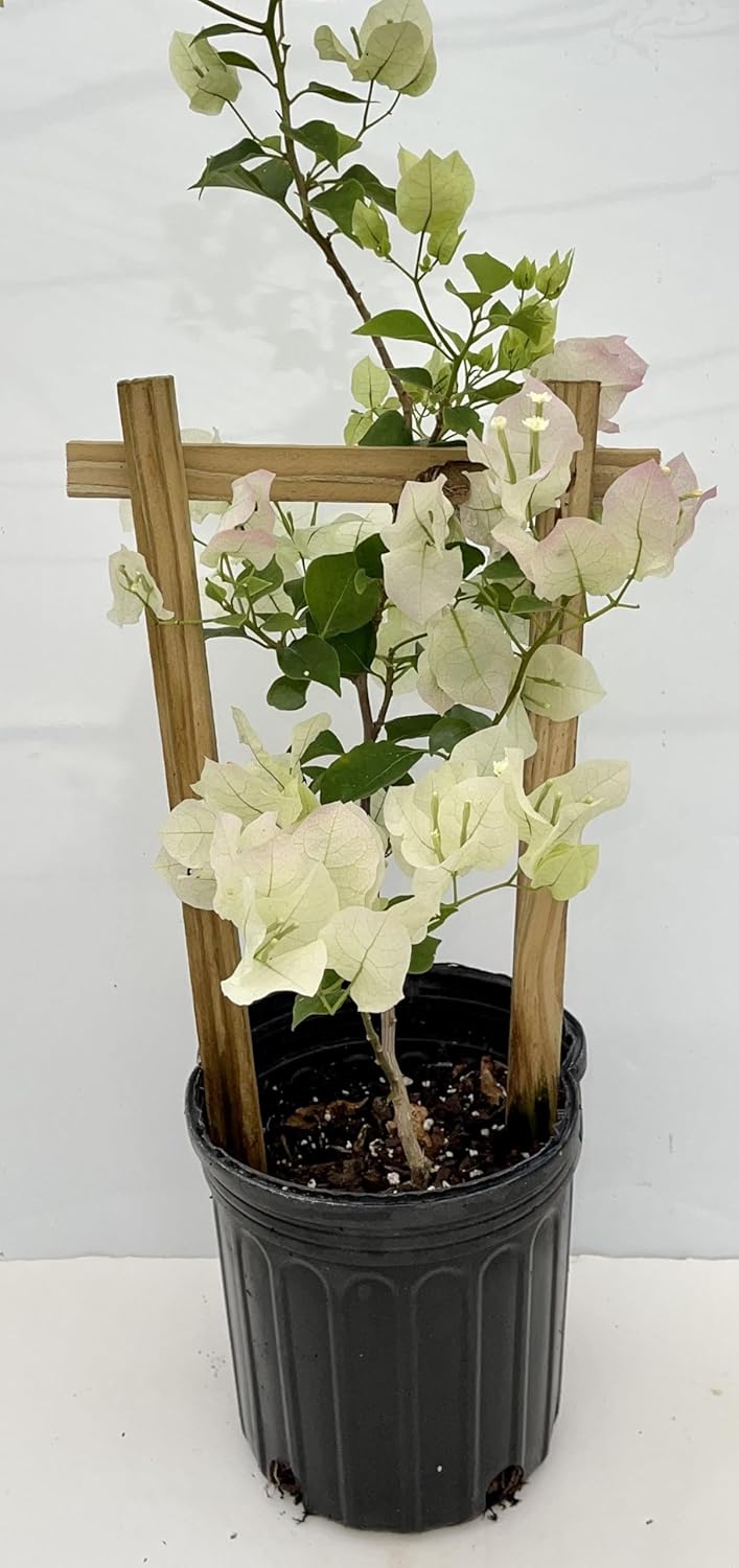 White Bougainvillea Live Well Established Plant in 6" Pot with Trellis Bright Colors Flowering Vine Indoor/Outdoor Perennial/Annual